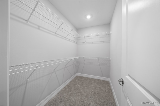 spacious closet with carpet flooring