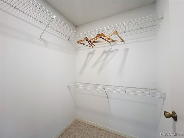 spacious closet featuring carpet floors