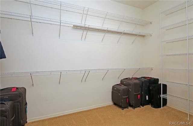 walk in closet with light colored carpet