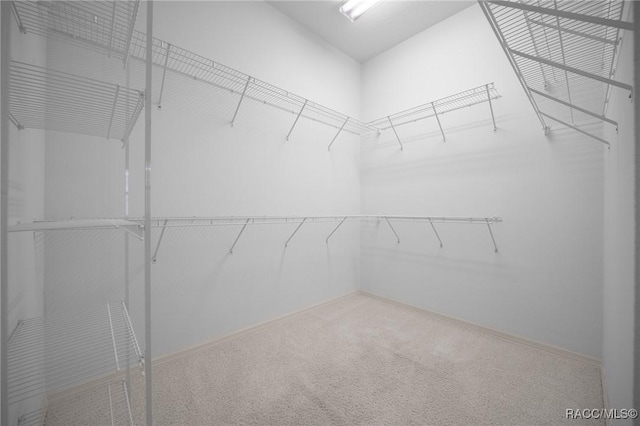 walk in closet with carpet