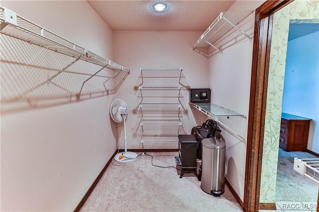 spacious closet featuring carpet