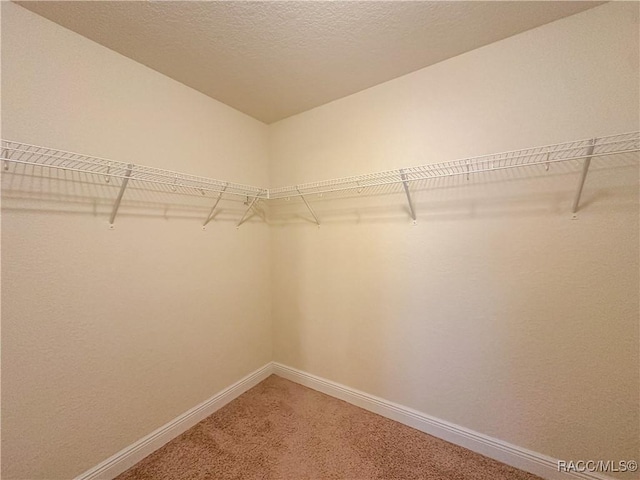 spacious closet featuring carpet flooring