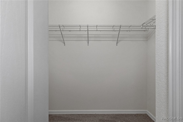 spacious closet featuring carpet