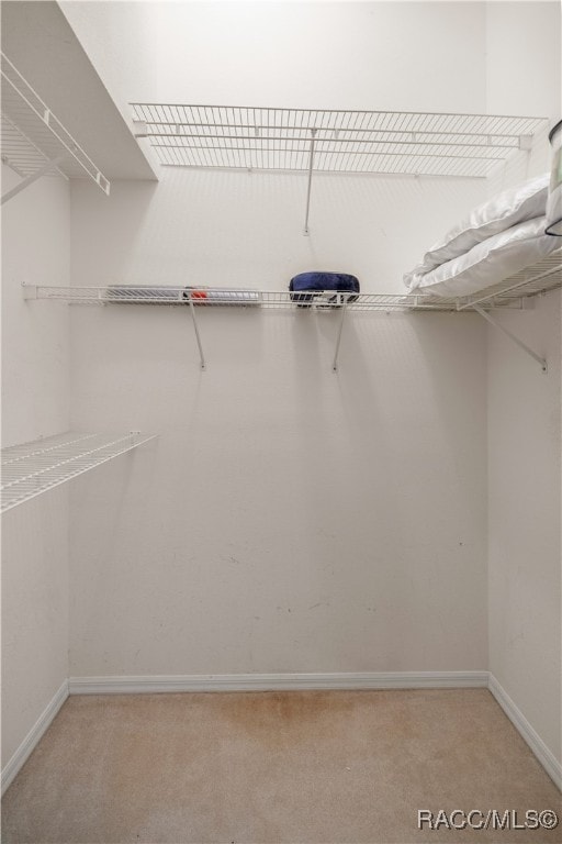 spacious closet featuring carpet