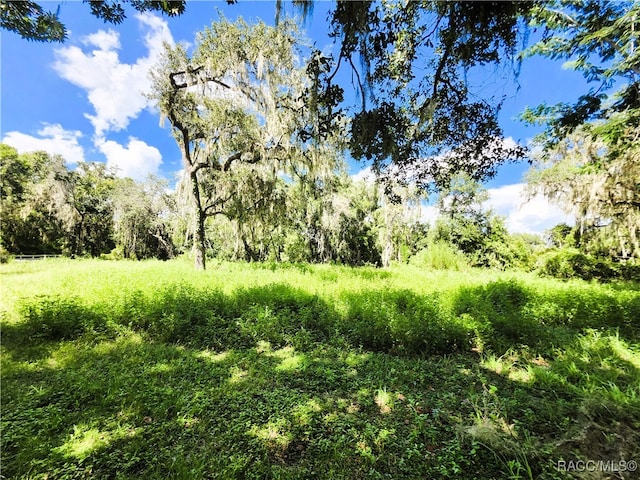 view of local wilderness