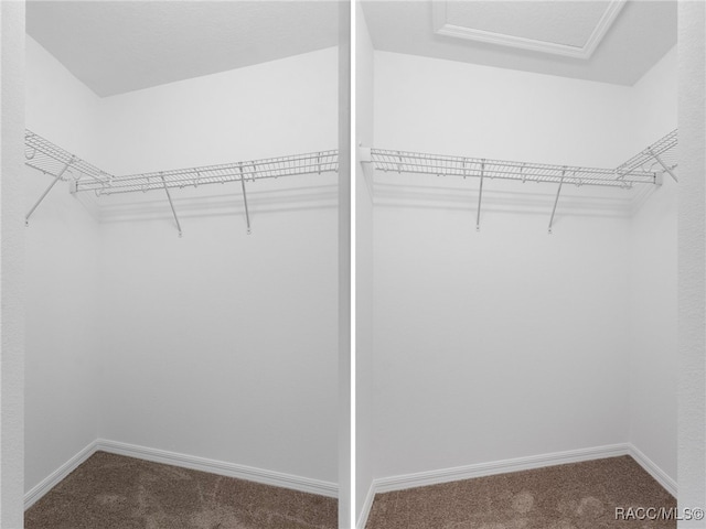 spacious closet featuring carpet flooring