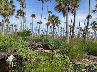 10203 Chassahowitzka Riv, Homosassa, FL 34446