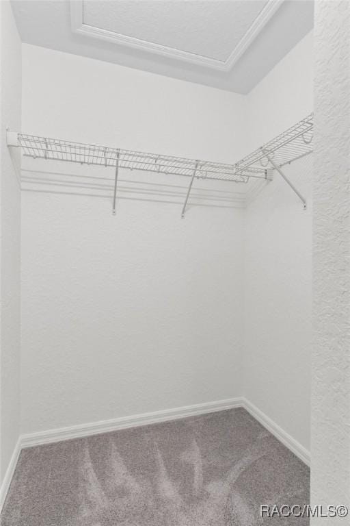 spacious closet with carpet flooring