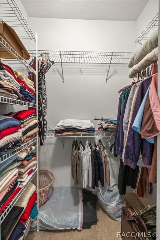 spacious closet featuring carpet flooring