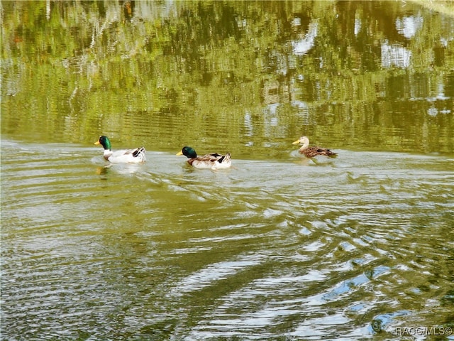 property view of water