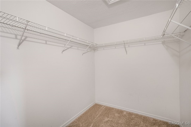 walk in closet featuring light colored carpet