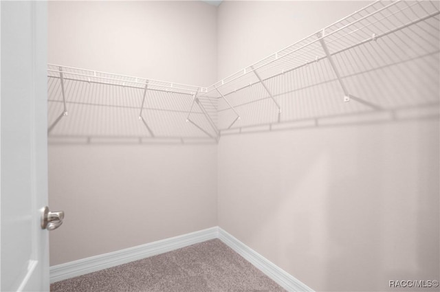 walk in closet featuring carpet