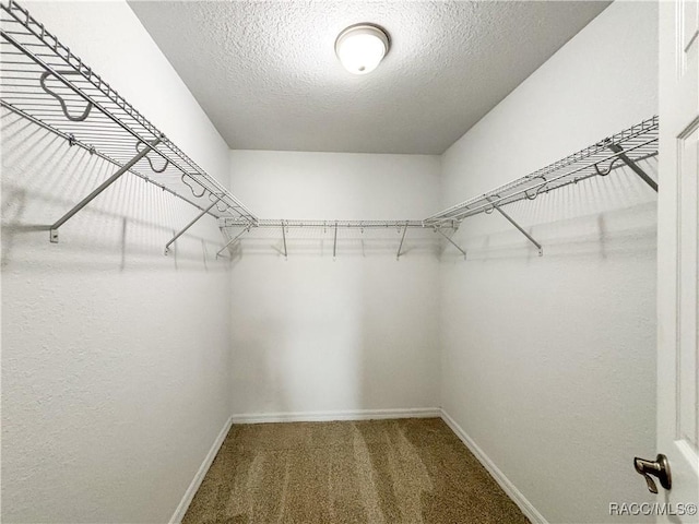 walk in closet featuring carpet