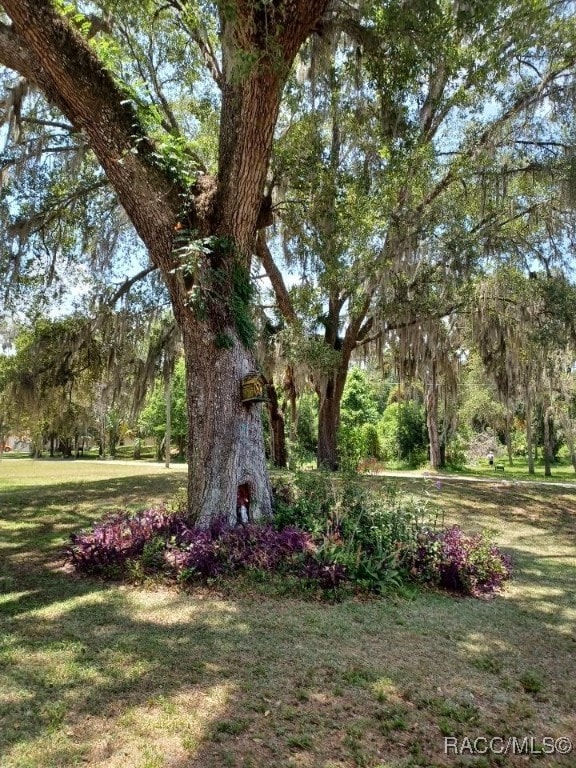 9461 W Tall Pines Ct, Crystal River, FL 34428 - view of green lawn