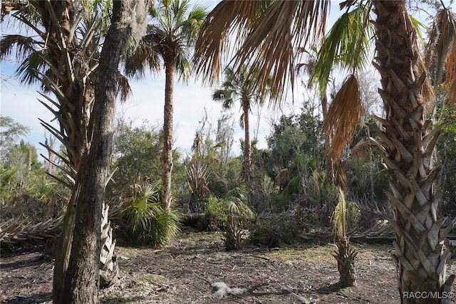 11246 W Freshwater Path, Crystal River, FL 34428 - view of local wilderness