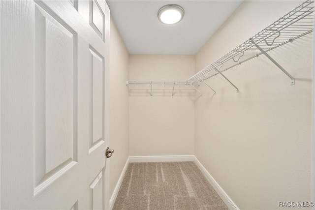 spacious closet featuring carpet