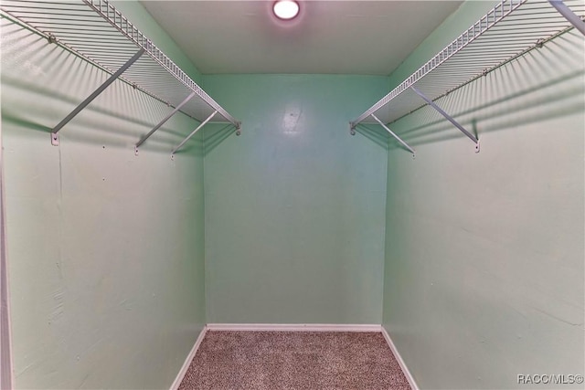 spacious closet featuring carpet flooring