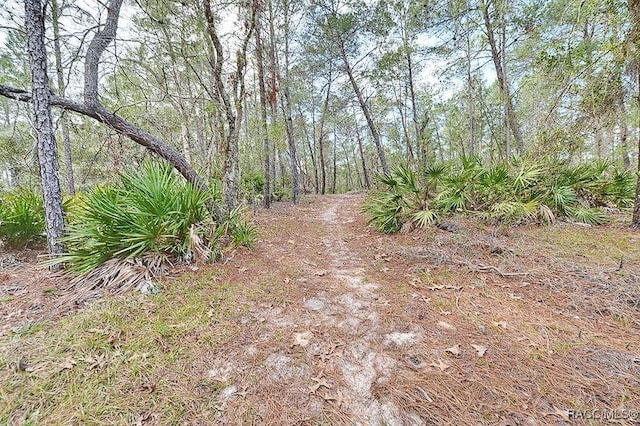 view of local wilderness