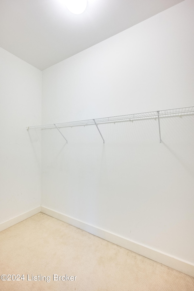 walk in closet with carpet flooring