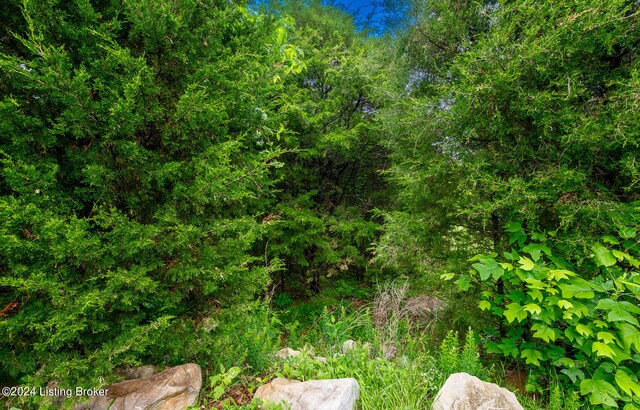 view of local wilderness