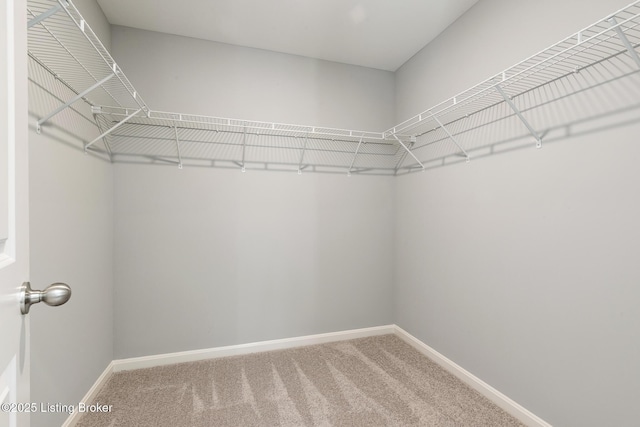 walk in closet with carpet