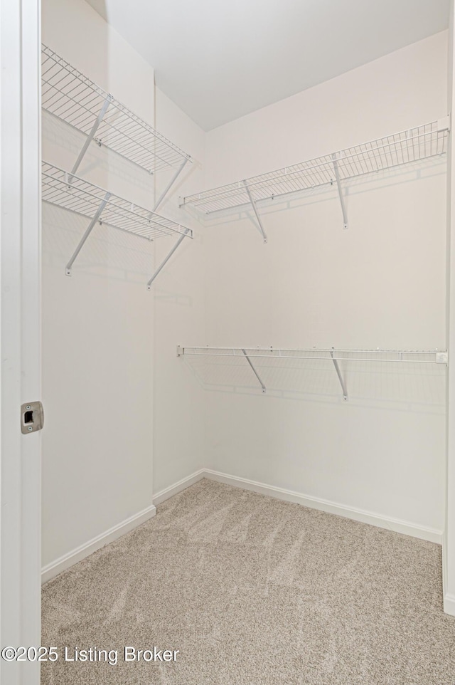 walk in closet featuring carpet