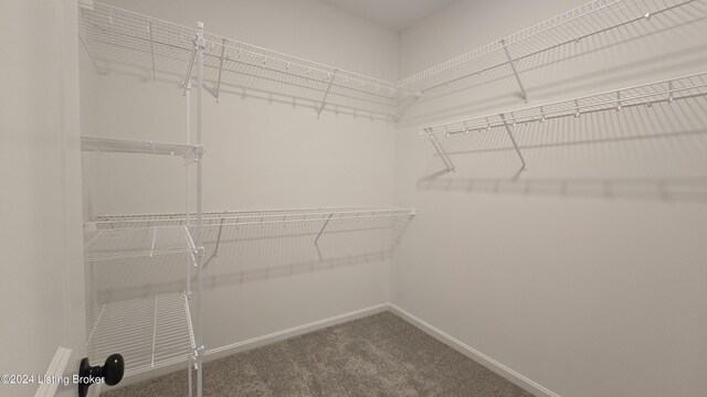 spacious closet featuring carpet