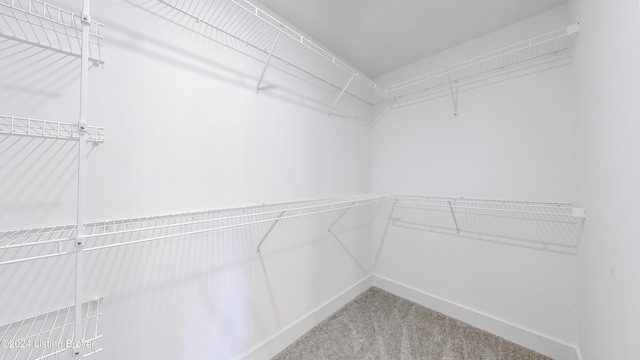 spacious closet featuring carpet flooring