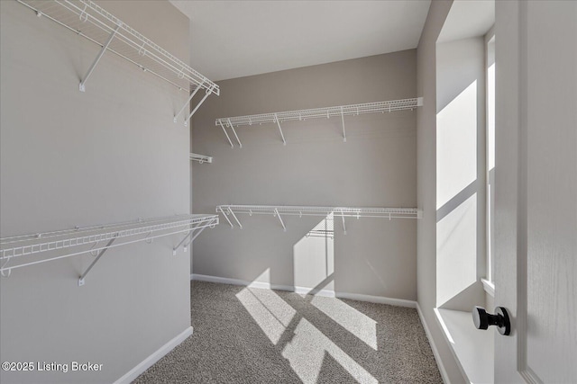 walk in closet featuring carpet