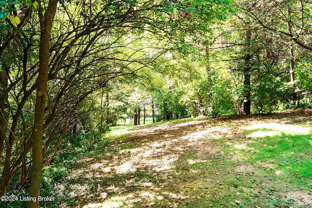 view of local wilderness