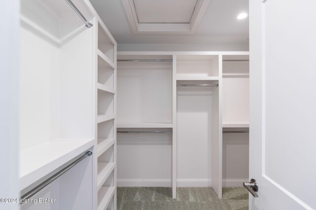 walk in closet with carpet flooring