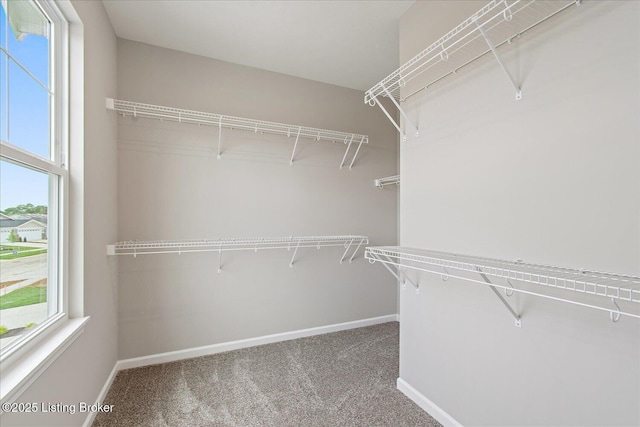 walk in closet with carpet flooring