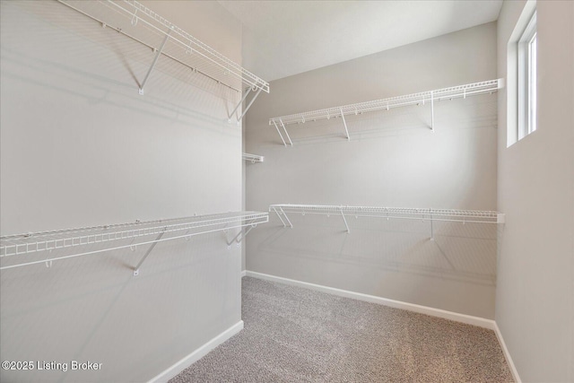 spacious closet featuring carpet floors