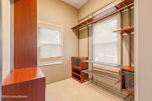 walk in closet featuring carpet floors