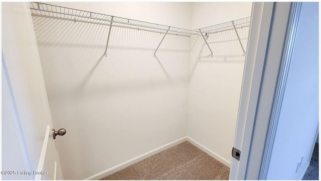 spacious closet featuring carpet flooring