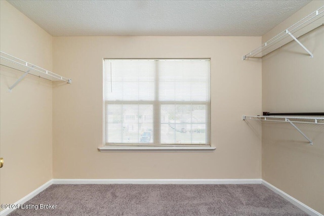 spacious closet featuring carpet flooring