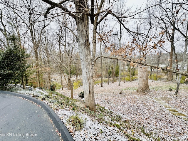 205 W Chestnut St, Leitchfield, KY 42754 - view of yard