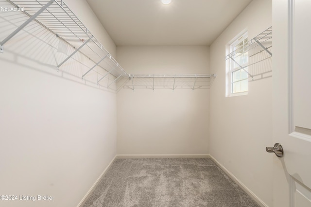 spacious closet featuring carpet flooring