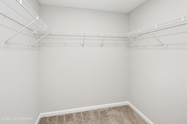 walk in closet with carpet flooring