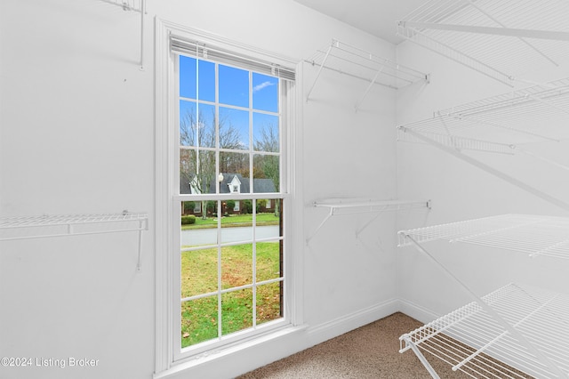 walk in closet with carpet flooring