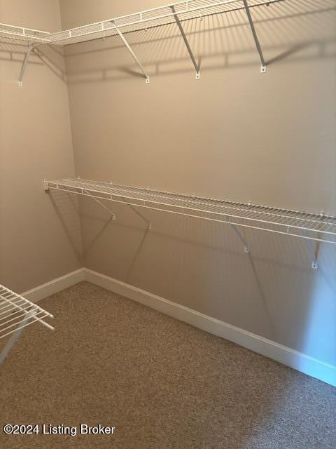 spacious closet featuring carpet floors