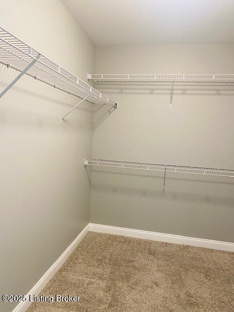 walk in closet featuring carpet flooring