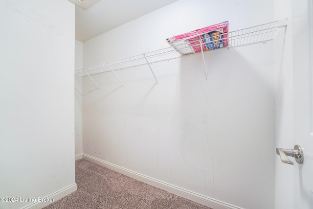 walk in closet featuring carpet floors