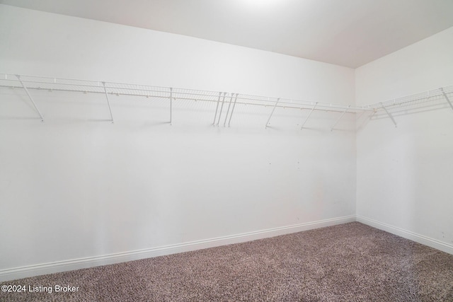 walk in closet with carpet flooring