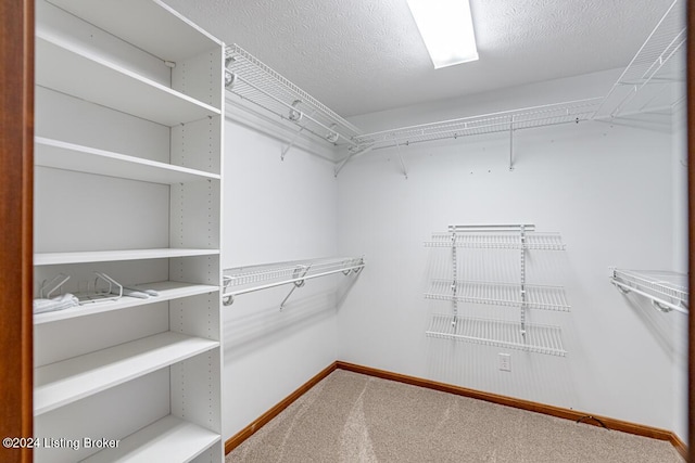 walk in closet featuring carpet flooring