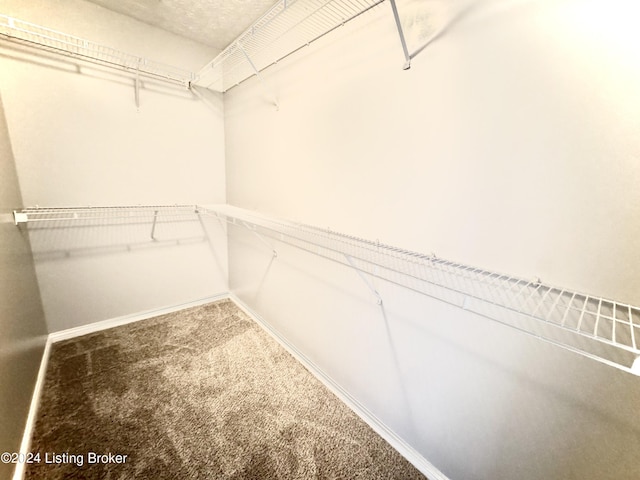 walk in closet with carpet flooring