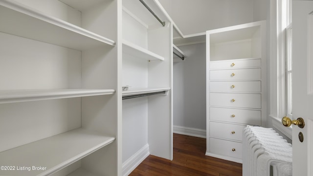 walk in closet with radiator and dark hardwood / wood-style flooring