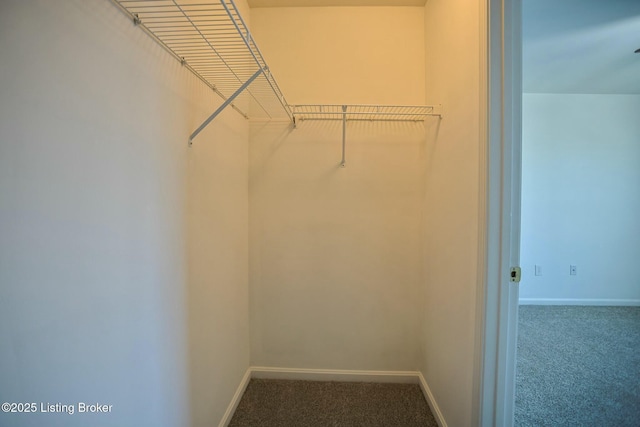 walk in closet with carpet flooring