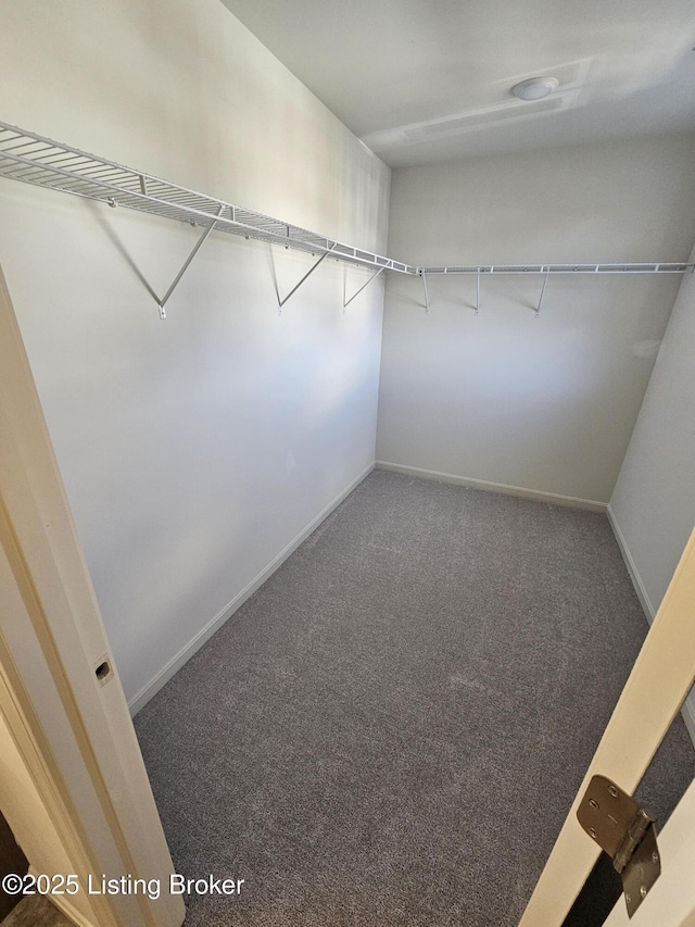 spacious closet featuring carpet flooring