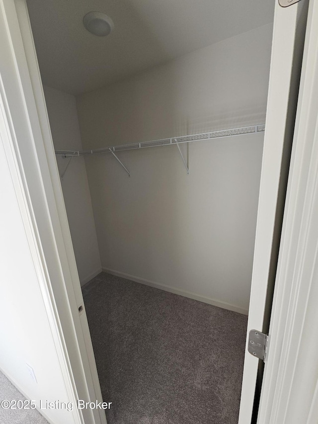 walk in closet featuring carpet